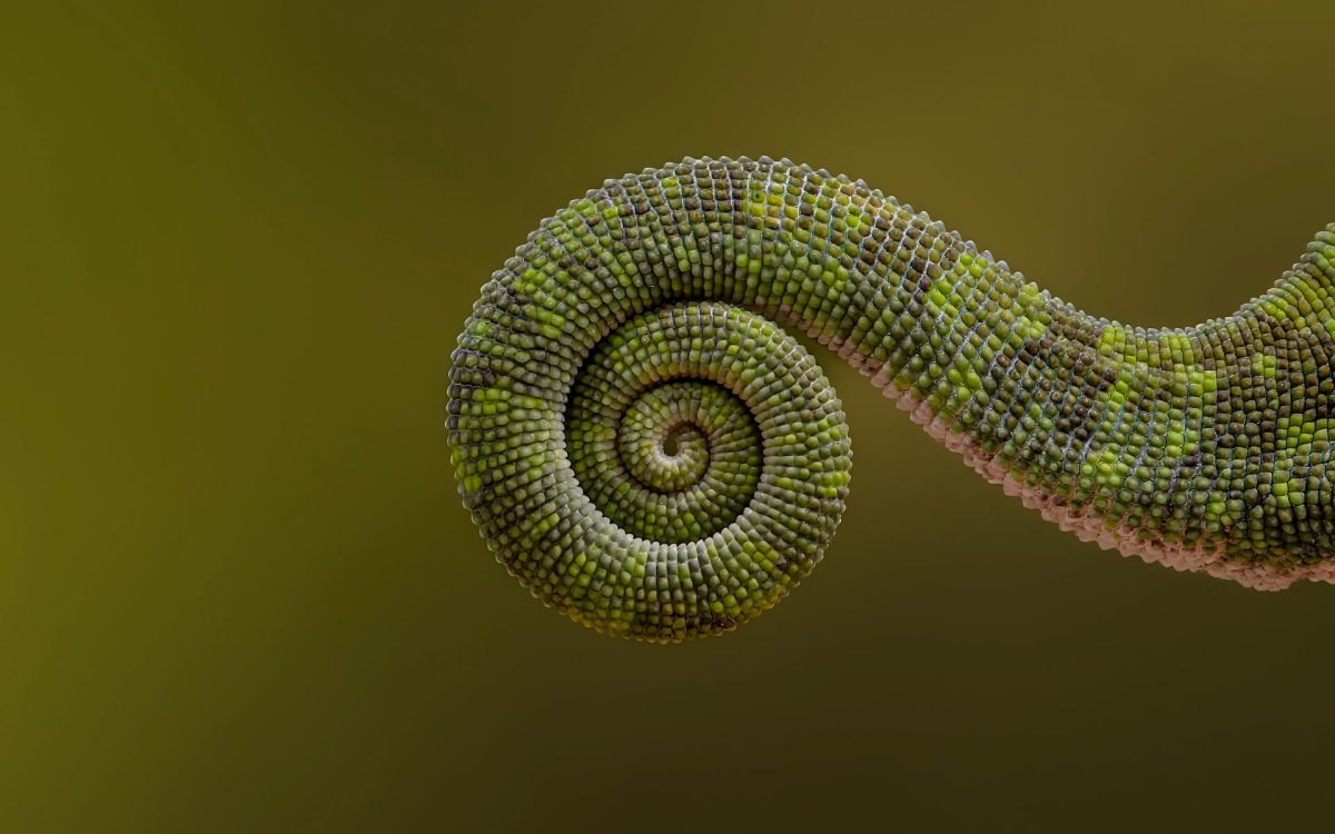 Nature's Geometry