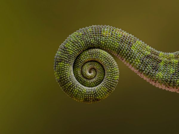 Chameleon-tail-00 Nature's Geometry