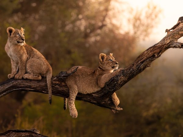 Lion-cubs-00 The Bond of Beginnings