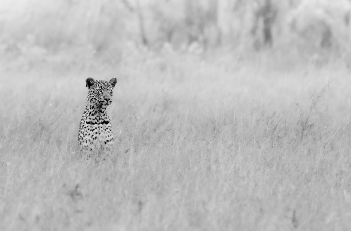 The Silent Watcher