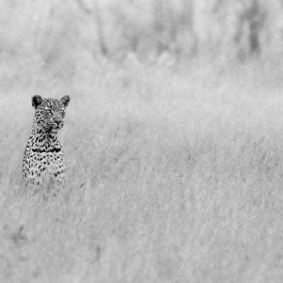 The Silent Watcher