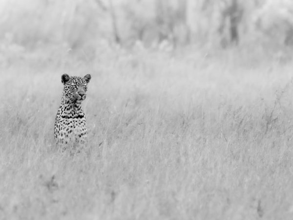 Rixaka-BW-00 The Silent Watcher