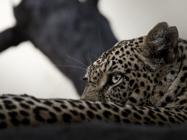 Shadow's Gaze