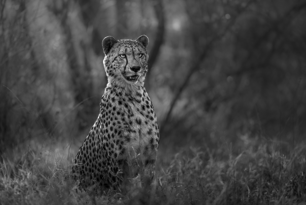 Grace in Monochrome