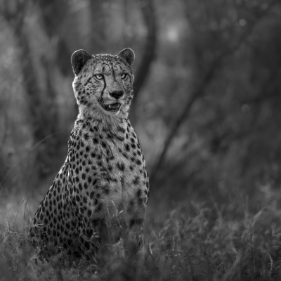 Grace in Monochrome