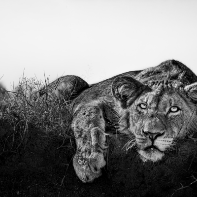 Portrait of Power