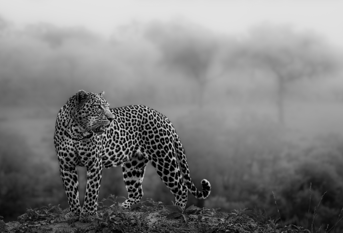 Shadow and Soul