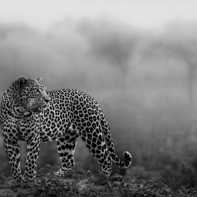 Shadow and Soul