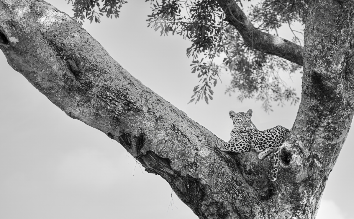 The Watchful Soul