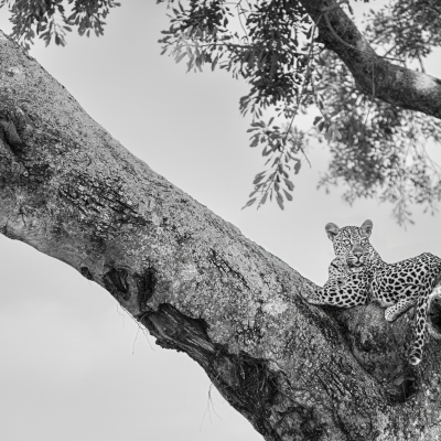 The Watchful Soul