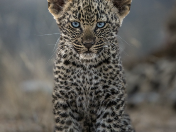 Eyes of The Wild