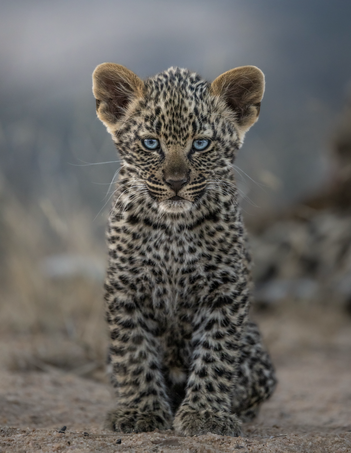 Eyes of The Wild