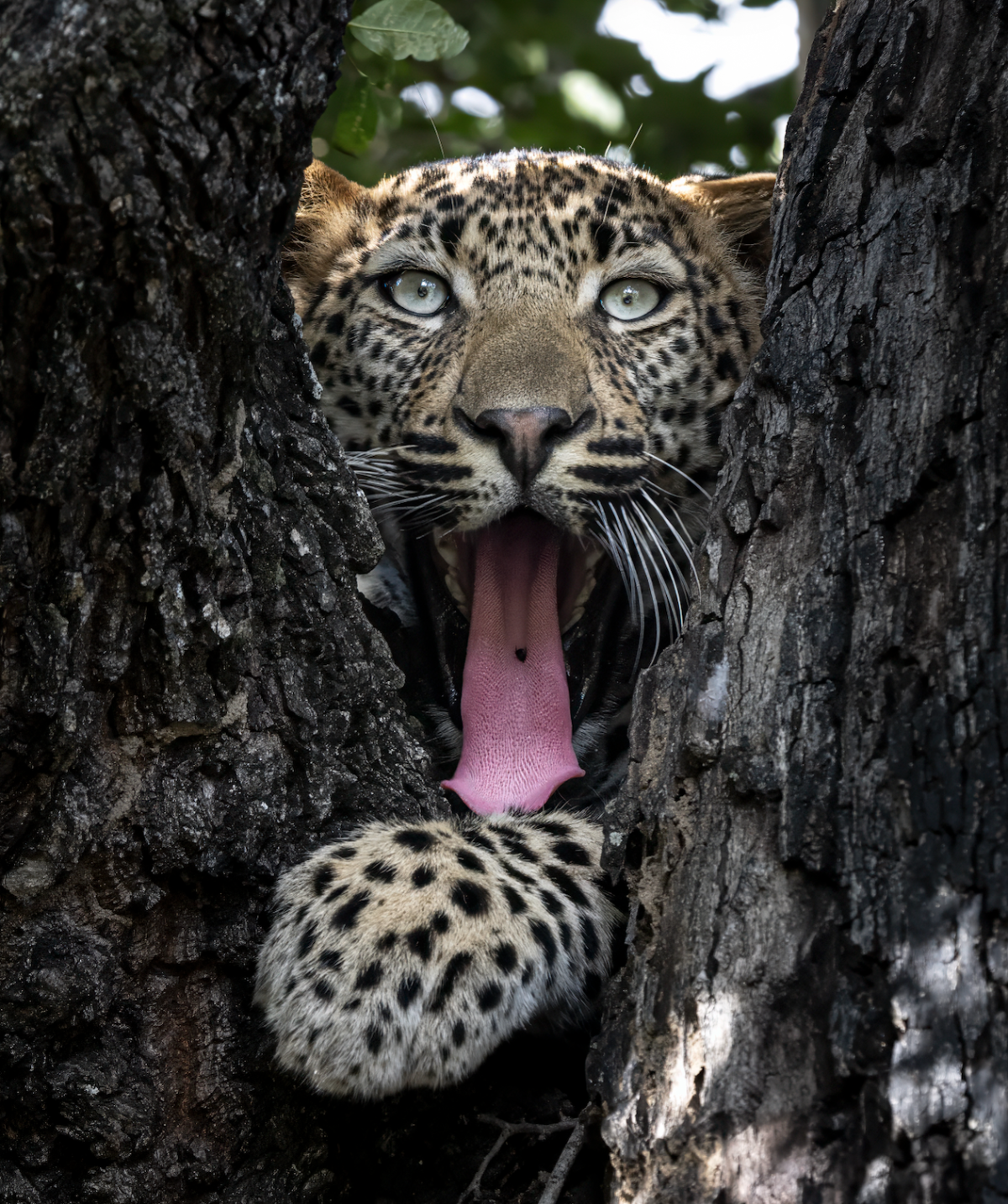 Wild Whimsy