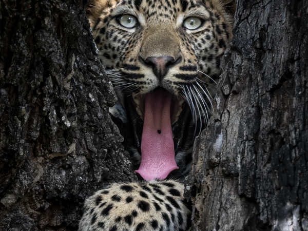 Wild Whimsy